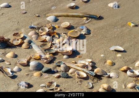 Mussel shells on the sandy beach - close-up Stock Photo