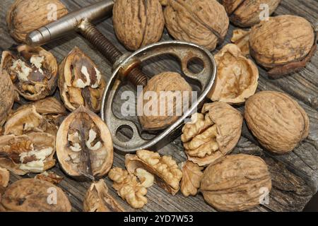 Juglans regia, walnut Stock Photo