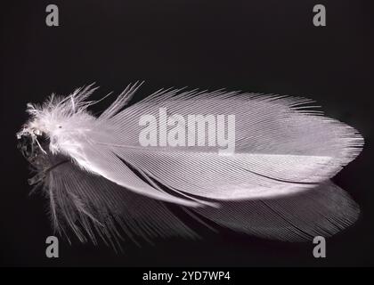 A single, intricate white feather lies gracefully on a reflective surface, showcasing its detailed structure against a bold black background, highligh Stock Photo