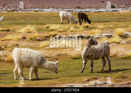 Llamas in the Bolivian Andes Stock Photo