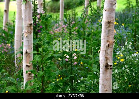 Digitalis purpurea growing in a grove of silver birch trees,foxgloves and birch tree,pink flowers,spring flower combination,tree grove,Betula pendula, Stock Photo