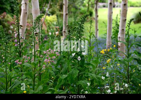 Digitalis purpurea growing in a grove of silver birch trees,foxgloves and birch tree,pink flowers,spring flower combination,tree grove,Betula pendula, Stock Photo