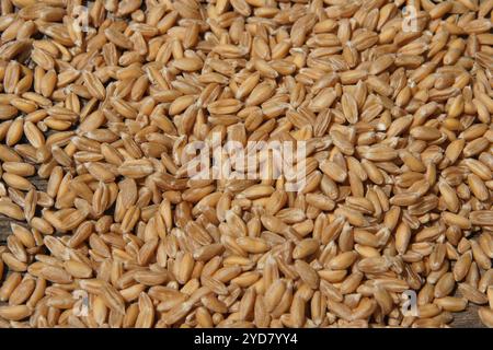 Triticum spelta, spelt Stock Photo