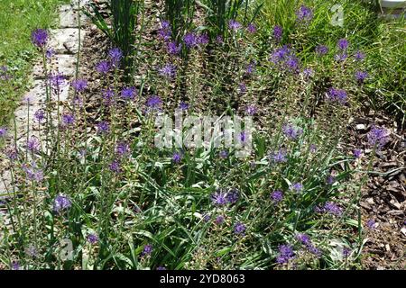 Muscari comosum, tassel grape hyacinth Stock Photo