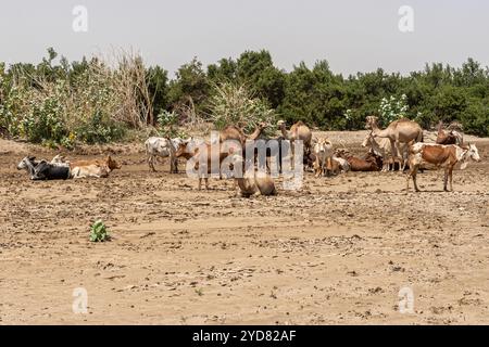 Brown bulls and camels in desert, Danakil depression, Afar Region, Ethiopia Stock Photo