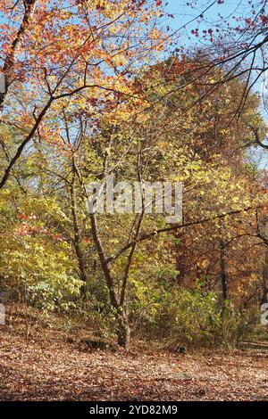 An autumn afternoon at Tyler State Park in Pennsylvania. Stock Photo