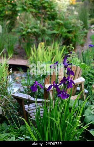Iris laevigata,water iris,rabbit-ear iris,japanese iris,smoth iris,dark blue,navy,flower,flower,flowering,RM Floral Stock Photo
