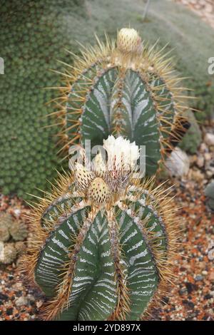 Astrophytum ornatum, bishops cap Stock Photo