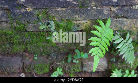 Lush Green Ferns and Moss on an Aged Brick Wall Stock Photo
