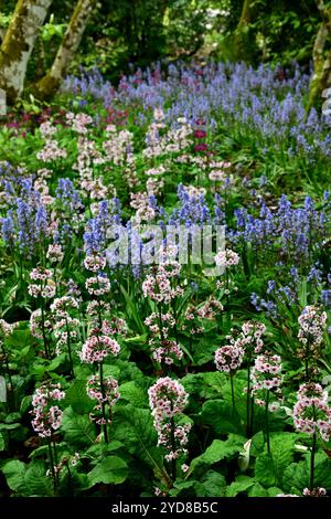 Primula japonica Apple Blossom,candelabra primula,primulas,blueblells,primula and bluebell,white flowers,flower,flowering,wood,woodland,shade,shaded,s Stock Photo