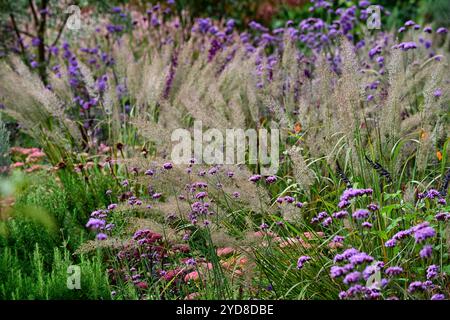 Calamagrostis brachytricha,verbena bonariensis,,silver inflorescence,Korean feather reed grass,grasses,grass inflorescence,garden,gardens,ornamental g Stock Photo