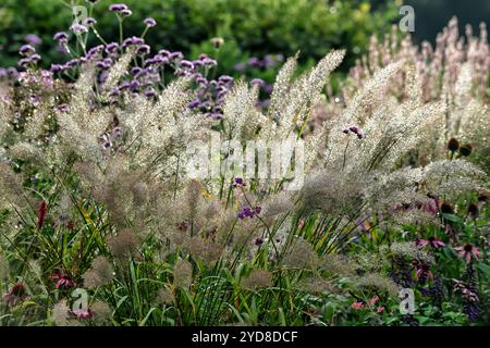 Calamagrostis brachytricha,verbena bonariensis,,silver inflorescence,Korean feather reed grass,grasses,grass inflorescence,garden,gardens,ornamental g Stock Photo