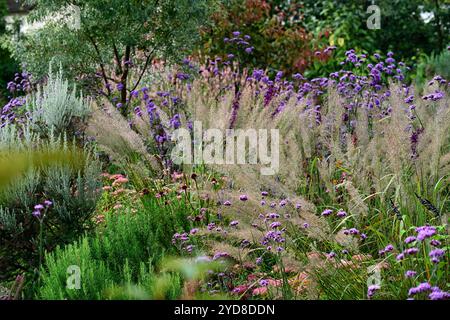 Calamagrostis brachytricha,verbena bonariensis,,silver inflorescence,Korean feather reed grass,grasses,grass inflorescence,garden,gardens,ornamental g Stock Photo