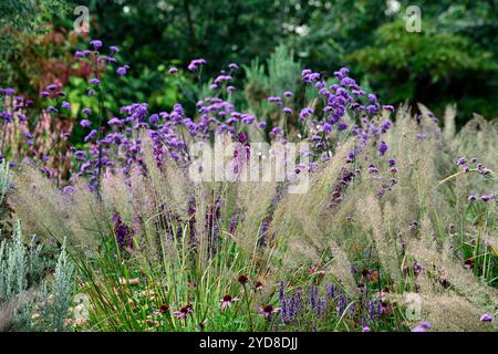 Calamagrostis brachytricha,verbena bonariensis,,silver inflorescence,Korean feather reed grass,grasses,grass inflorescence,garden,gardens,ornamental g Stock Photo