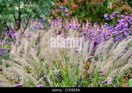 Calamagrostis brachytricha,verbena bonariensis,,silver inflorescence,Korean feather reed grass,grasses,grass inflorescence,garden,gardens,ornamental g Stock Photo