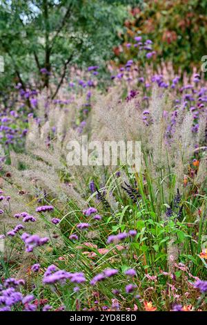 Calamagrostis brachytricha,verbena bonariensis,,silver inflorescence,Korean feather reed grass,grasses,grass inflorescence,garden,gardens,ornamental g Stock Photo