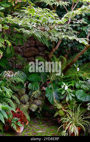 Aralia elata variegata,myosotidium hortensia,chatham island forget-me-not,,fern,ferns,ginger,bergenia,leaves,foliage,shady,shaded,walled garden,corner Stock Photo