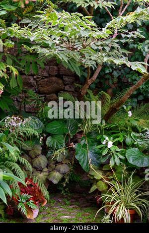 Aralia elata variegata,myosotidium hortensia,chatham island forget-me-not,,fern,ferns,ginger,bergenia,leaves,foliage,shady,shaded,walled garden,corner Stock Photo