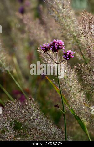 Calamagrostis brachytricha,verbena bonariensis,silver inflorescence,Korean feather reed grass,grasses,grass inflorescence,garden,gardens,ornamental gr Stock Photo