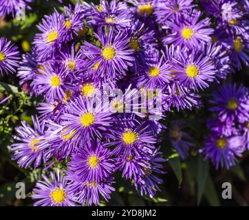 Purple Autumn Asters In The Sunlight Stock Photo