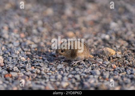 Northern birch mouse, Sicista betulina, a rare nocturnal mammal on the park road. A small rodent, northern birch mouse (Sicista betulina). Stock Photo