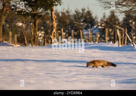 Red fox (Vulpes vulpes), in snow-covered field, searches under snow for rodents. Fox hunting on snowy field. Golden hour. Belgium Stock Photo