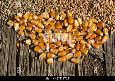 Zea mays, maize Stock Photo