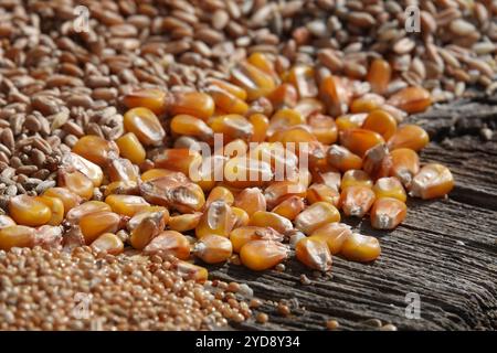 Zea mays, maize Stock Photo