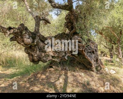 Very old garden of olive trees in sunlight Stock Photo
