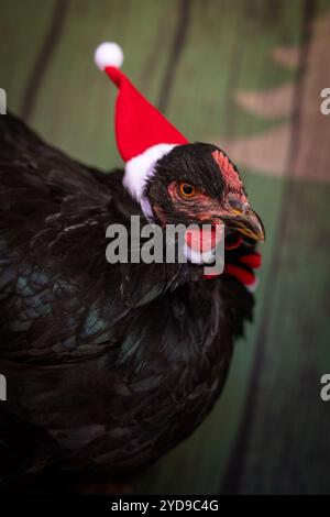 chicken dressed for christmas Chicken Christmas Photoshoot With my sweet girl Goldie