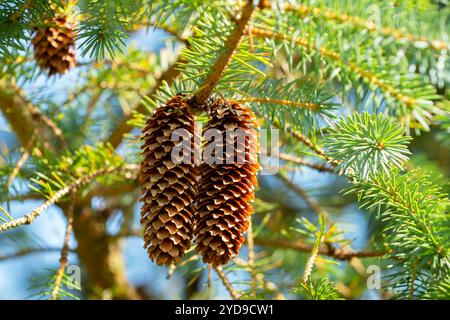 Two pine cones on a branch Stock Photo