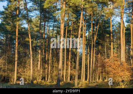 Forest landscape with sunshine in wintertime Stock Photo