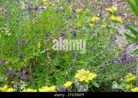 Salvia lycioides, canyon sage Stock Photo