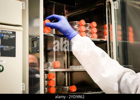 NIAID researcher reaching for cell cultures in a CO2 incubator. Cell Cultures in CO2 Incubator 016867 142 Stock Photo