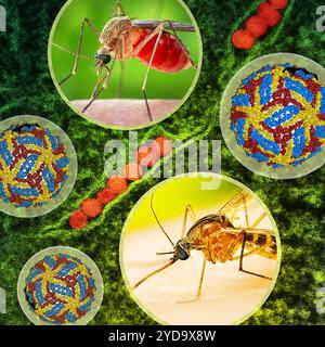 Artwork featuring female Culex quinquefasciatus mosquitoes which transmit West Nile virus, a cryo-EM reconstruction of West Nile virus, and a transmission electron micrograph of West Nile virus particles orange replicating within the cytoplasm of an infected VERO E6 cell green . West Nile Virus 016867 494 Stock Photo