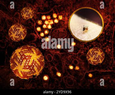 Artwork featuring bite by a Culex mosquito which can transmit West Nile virus 3D cryo-EM. Reconstructions of West Nile virus and a transmission electron micrograph of West Nile virus particles gold replicating within the cytoplasm of an infected VERO E6 cell . West Nile Virus 016867 498 Stock Photo