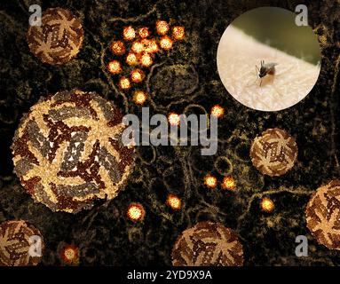 Artwork featuring bite by a Culex mosquito which can transmit West Nile virus 3D cryo-EM. Reconstructions of West Nile virus and a transmission electron micrograph of West Nile virus particles gold replicating within the cytoplasm of an infected VERO E6 cell . West Nile Virus 016867 499 Stock Photo