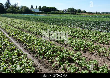 Beta vulgaris, beetroot Stock Photo