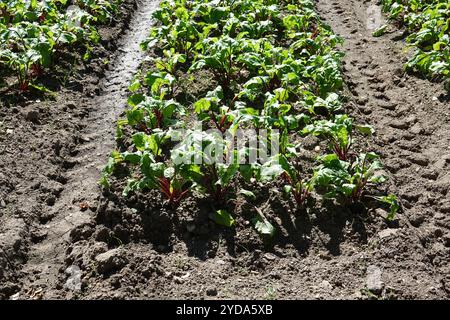 Beta vulgaris, beetroot Stock Photo