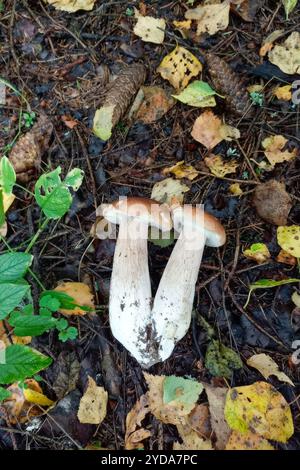 Two edible mushrooms are seen among fallen leaves and pine cones on the forest floor. Stock Photo