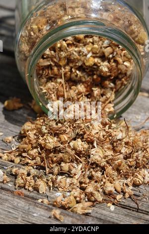 Matricaria chamomilla, chamomile Stock Photo