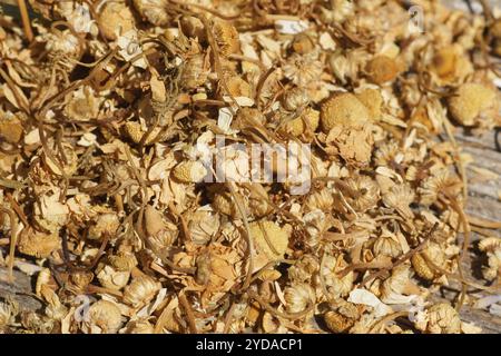Matricaria chamomilla, chamomile Stock Photo