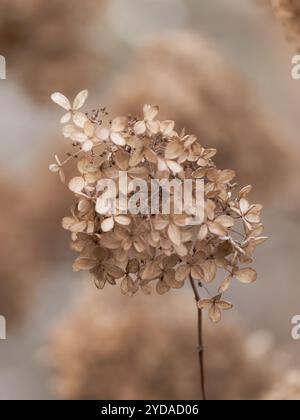 Pretty dried Hydrangea flower Closeup with blurred background Stock Photo