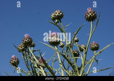 Cynara scolymus, Globe artichoke Stock Photo