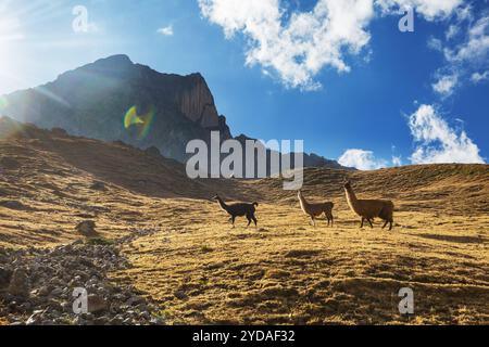 Llamas in the Bolivian Andes Stock Photo
