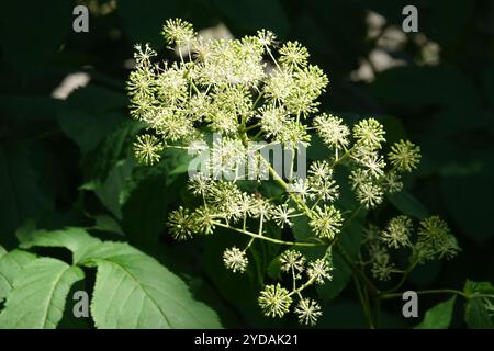 Aralia racemosa, American spikenard Stock Photo