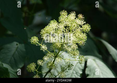 Aralia racemosa, American spikenard Stock Photo