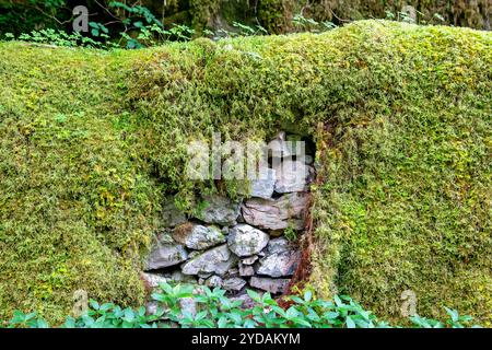 Moss growing over a stone wall along the Mile Dorcha (Dark Mile) in Achnacarry Stock Photo
