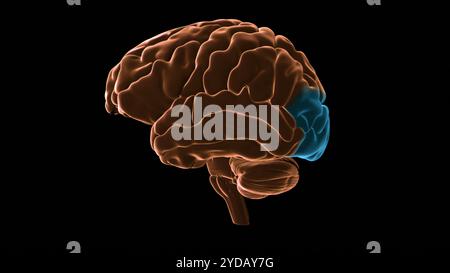 Cerebral cortex occipital lobe in red color profile view with body ...