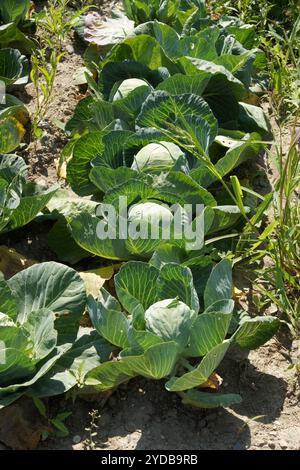 Brassica oleracea, cabbage Stock Photo